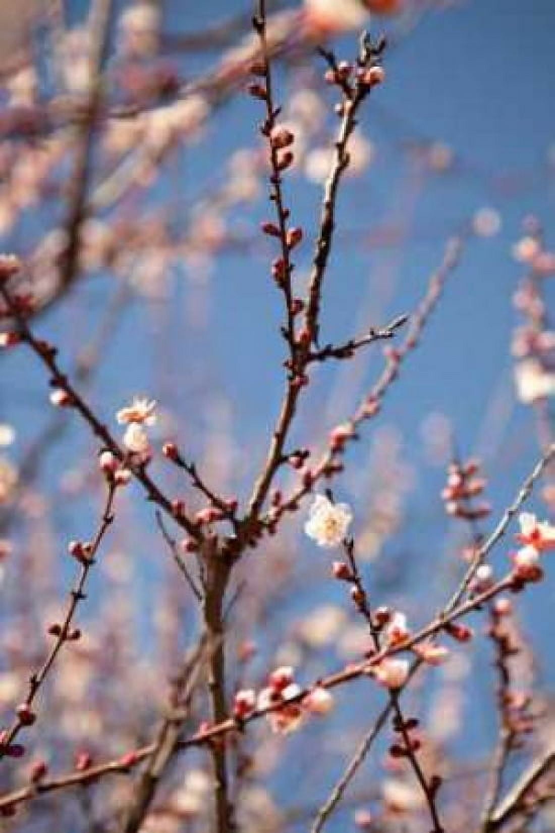 In Bloom X Canvas Art - Karyn Millet (24 x 36)