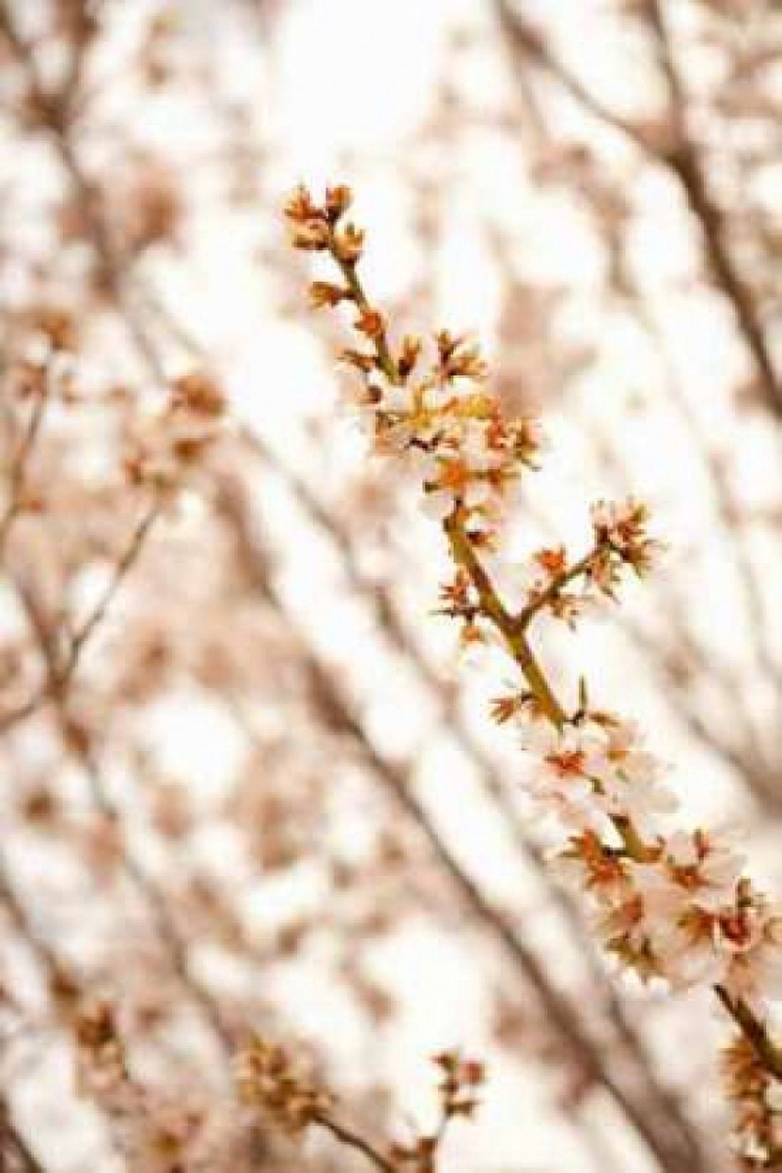 In Bloom XIV Canvas Art - Karyn Millet (24 x 36)