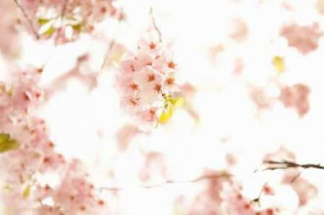 In Bloom XVII Canvas Art - Karyn Millet (24 x 36)