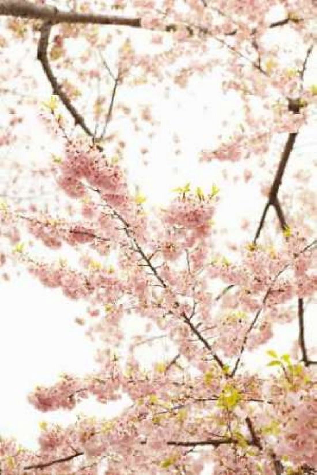 In Bloom XXI Canvas Art - Karyn Millet (24 x 36)