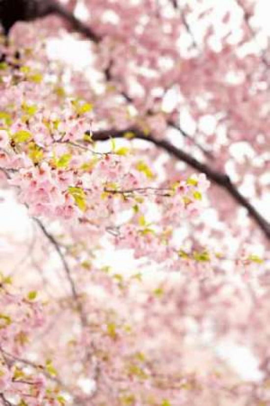 In Bloom XXIII Canvas Art - Karyn Millet (24 x 36)