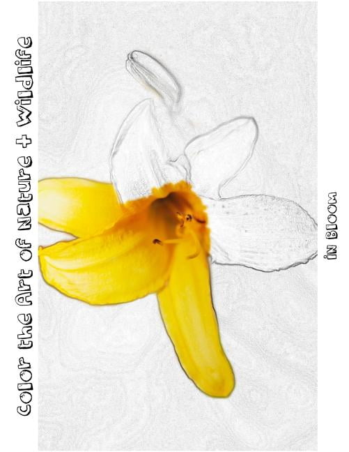 In Bloom [Line Drawing]: Color the Art of Nature + Wildlife Paperback ...