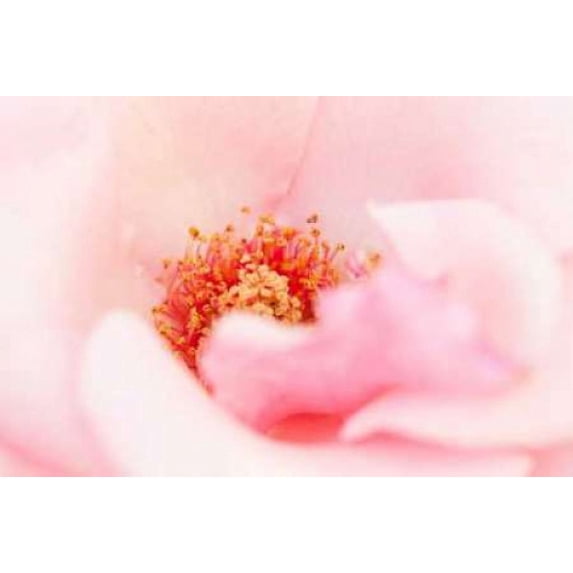 In Full Bloom III Poster Print by Karyn Millet (12 x 18)