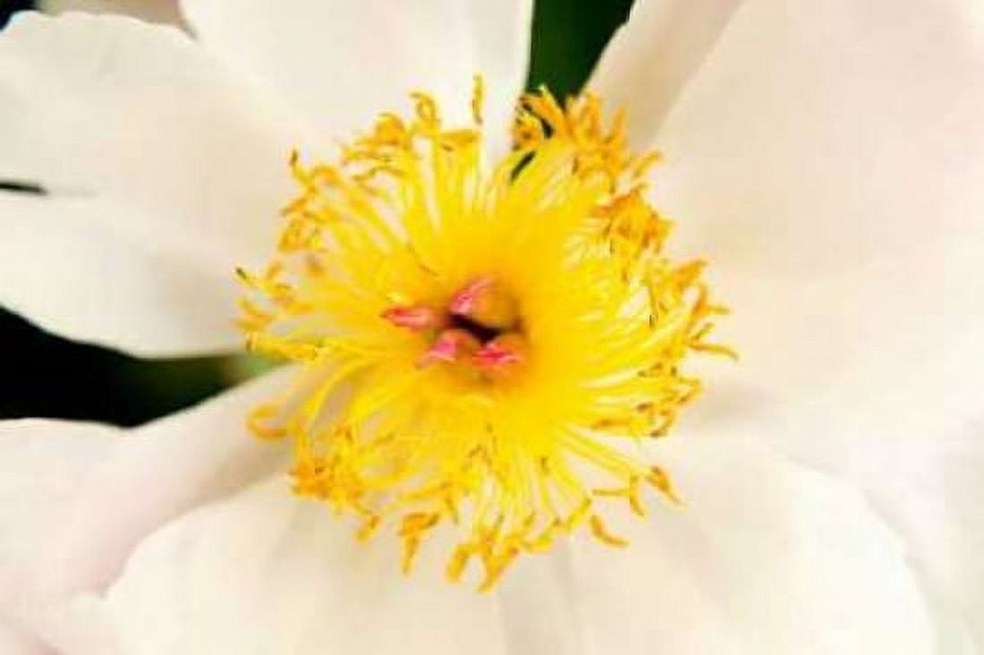 In Full Bloom IV Canvas Art - Karyn Millet (24 x 36)