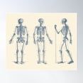 thumbnail image 1 of In Motion Skeletal Diagram - Vintage Anatomy Poster Wall Art, Modern Wall Decor For Living Room Bedroom, 8x12 UNFRAMED, 1 of 3