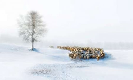 In Snow Canvas Art - Hua Zhu (12 x 18)