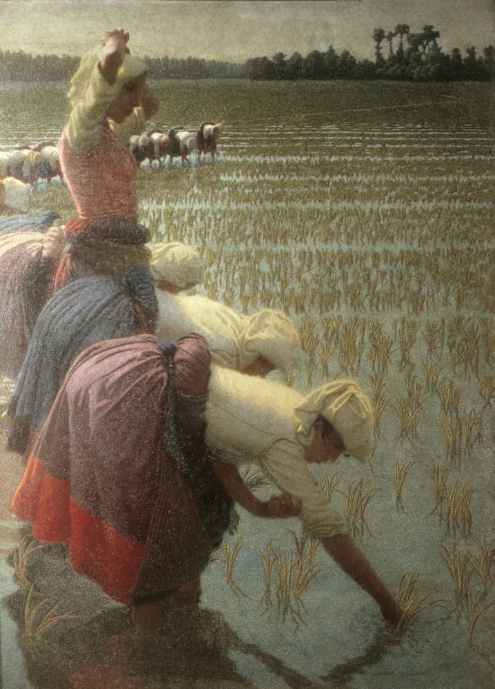 In The Paddy Field (In Risaia) Canvas Art - (18 x 24)