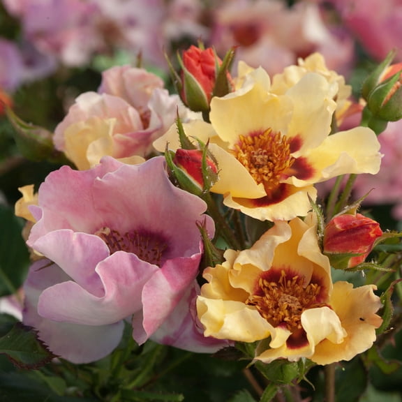 In Your Eyes Shrub Rose 4 In. Potted Deciduous Flowering Plant (1-Pack)