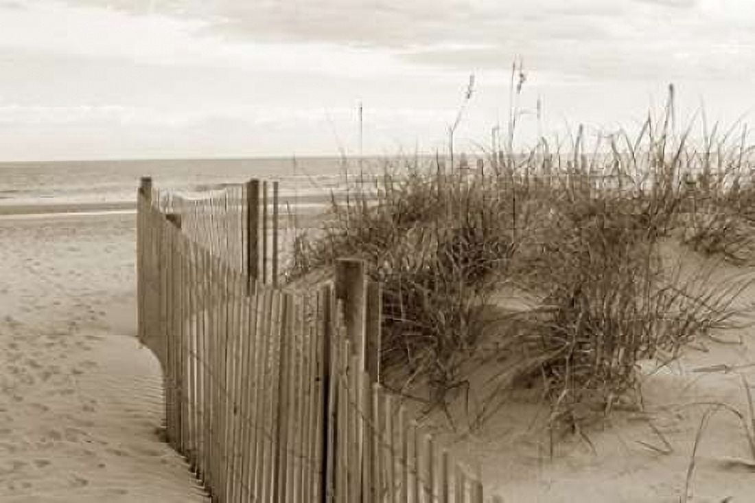 In the Dunes 2 Canvas Art - Amber Light Gallery (24 x 36)