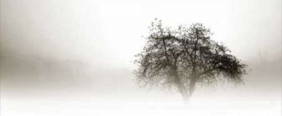 In the Mist I Canvas Art - Alan Hausenflock (10 x 20)