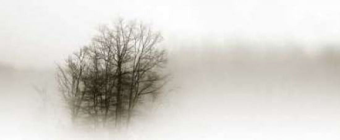In the Mist II Canvas Art - Alan Hausenflock (10 x 20)