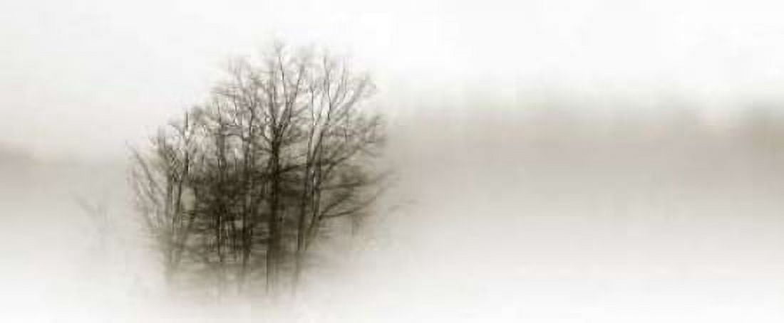 In the Mist II Canvas Art - Alan Hausenflock (24 x 48)