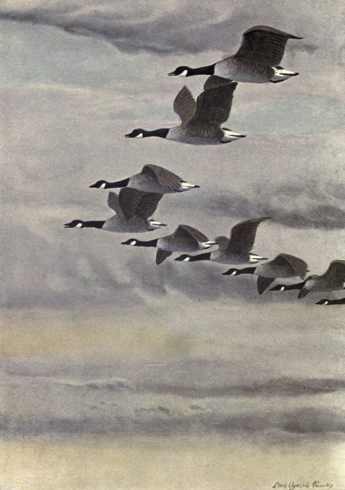 In the Open 1908 Geese Canvas Art - LA Fuertes (18 x 24)