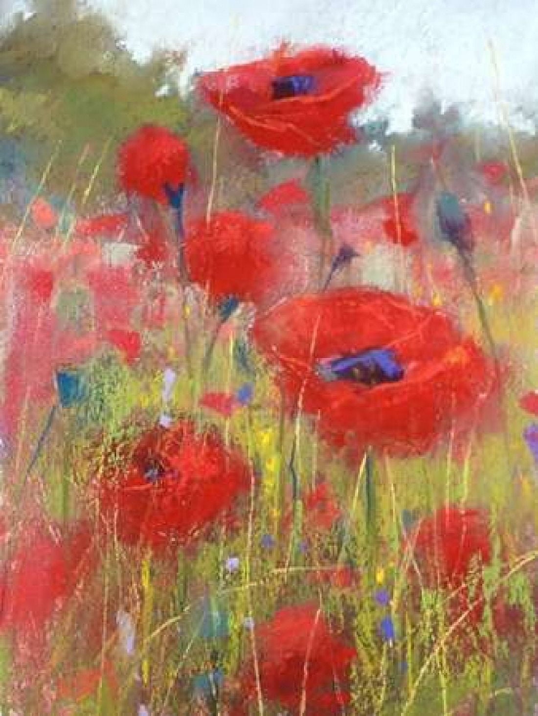 In the Poppy Field Canvas Art - Karen Margulis (22 x 28)