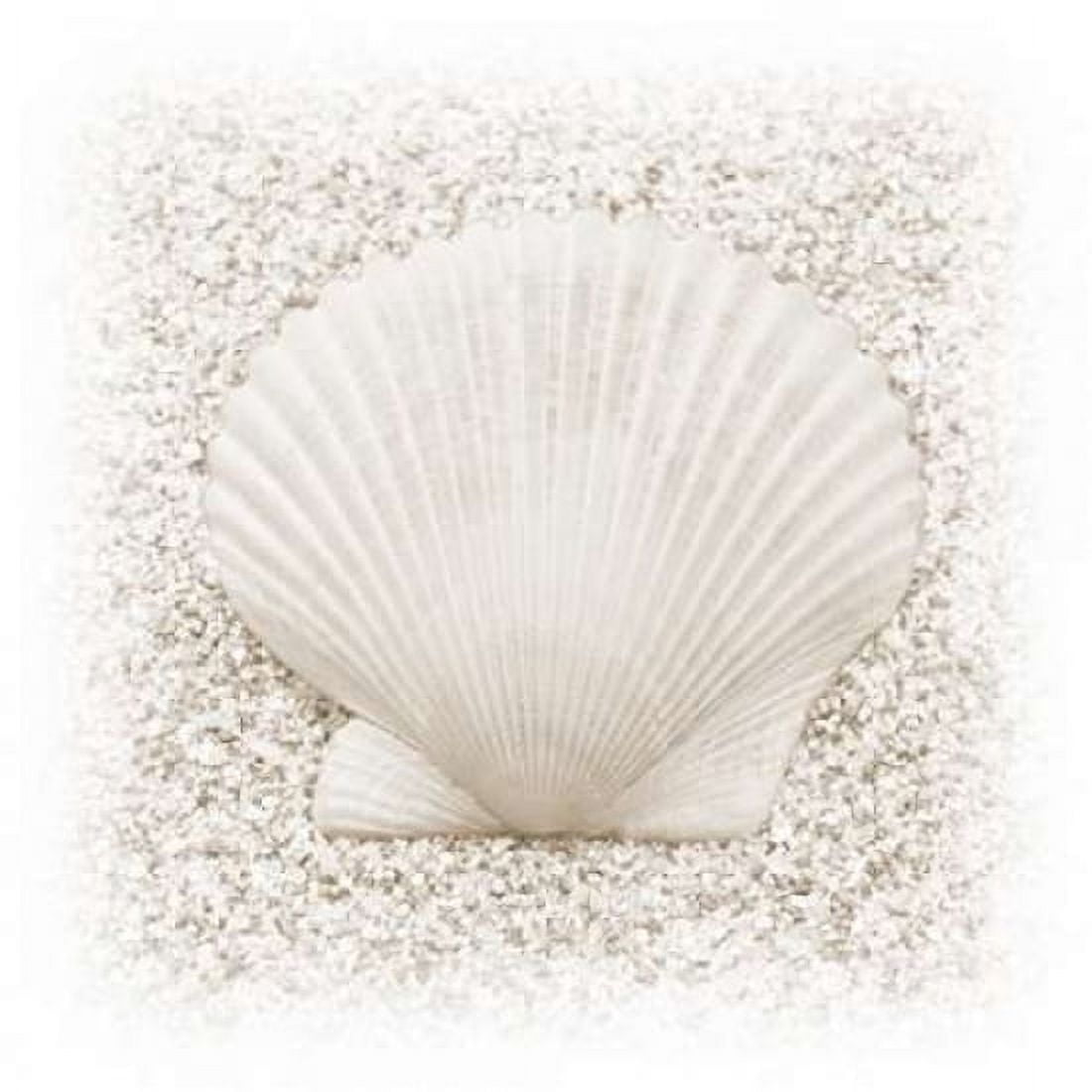 In the Sand II Canvas Art - Jim Christensen (24 x 24)