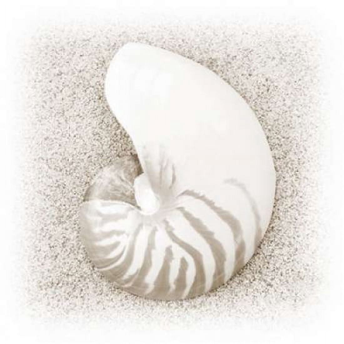 In the Sand III Canvas Art - Jim Christensen (24 x 24)