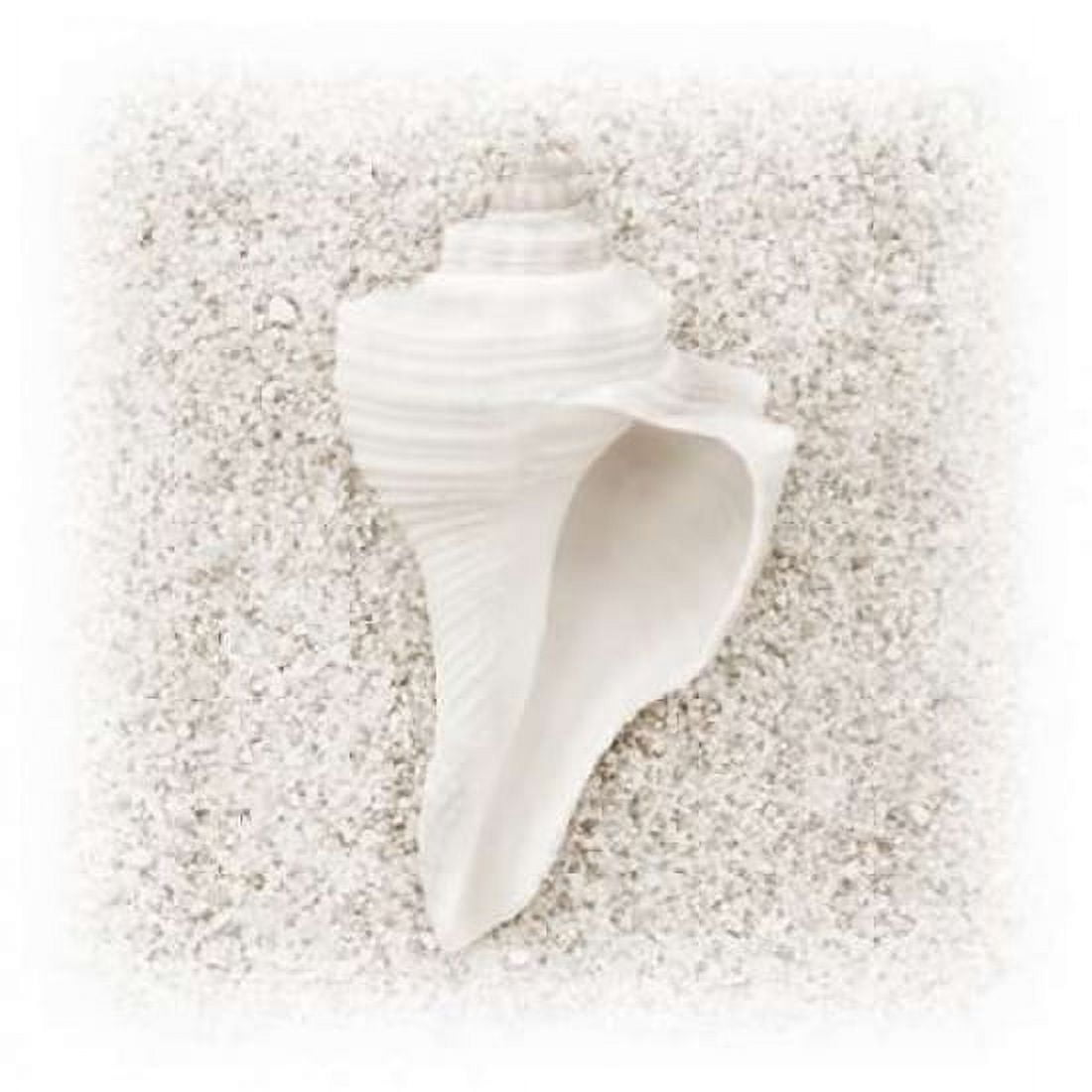 In the Sand IV Canvas Art - Jim Christensen (24 x 24)