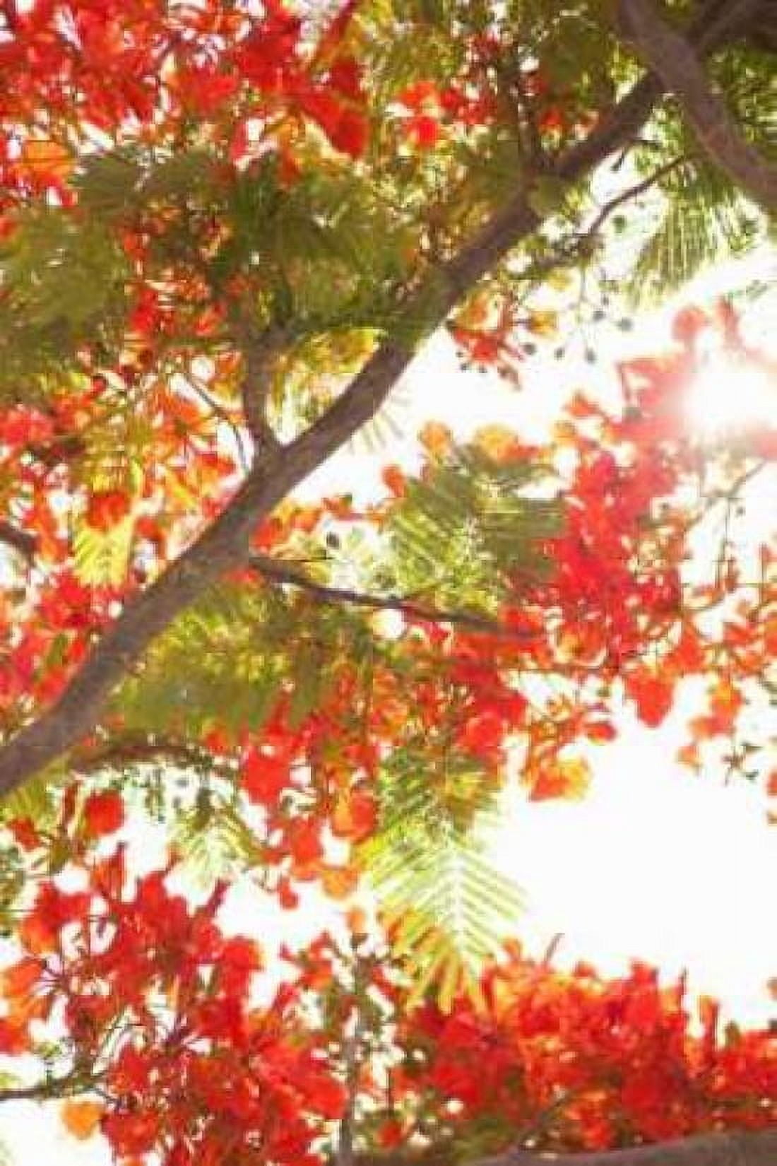 In the Trees II Canvas Art - Karyn Millet (24 x 36)
