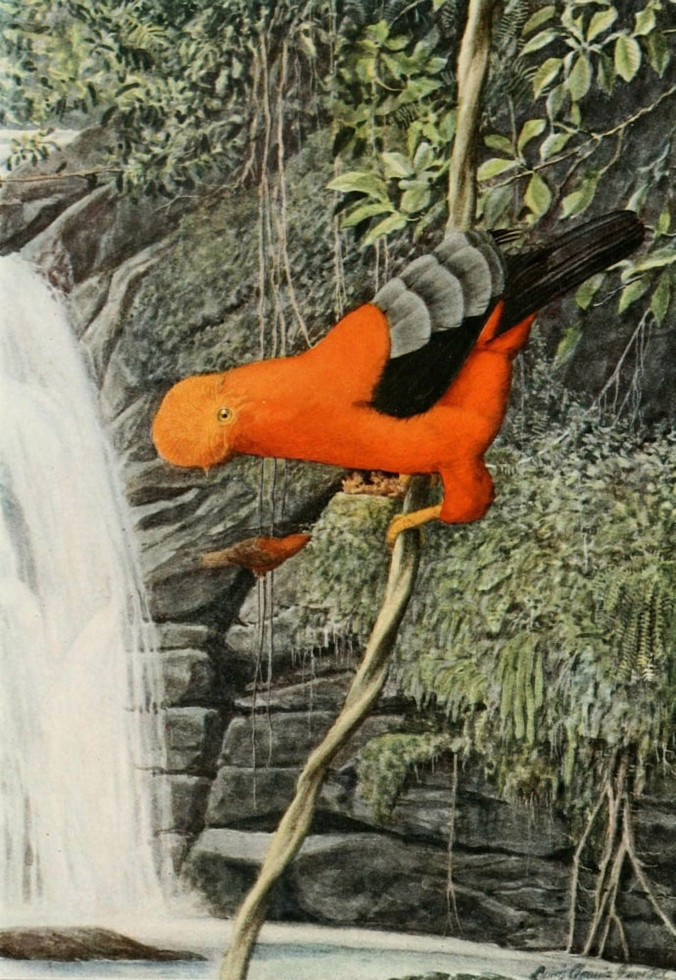 In the Wilds of South America 1918 Cock-of-the-Rock Canvas Art - LA Fuertes (24 x 36)