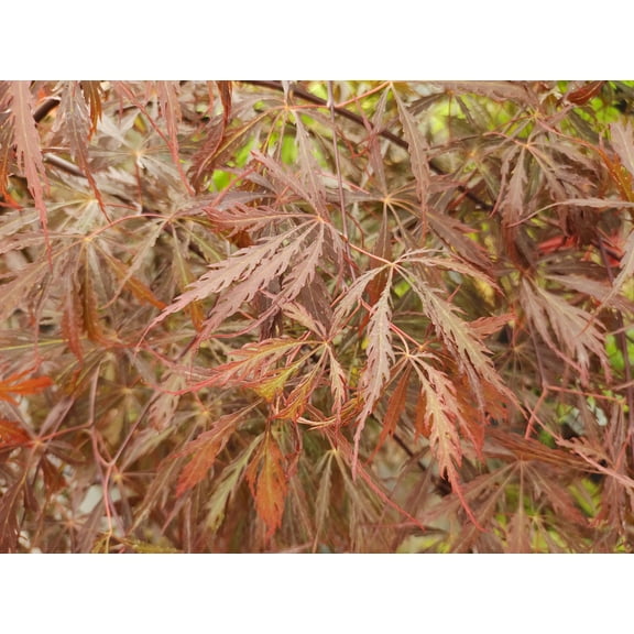 Inaba Shidare Japanese Maple - Bonsai or Outdoors - Acer palmatum - 5.5" Pot
