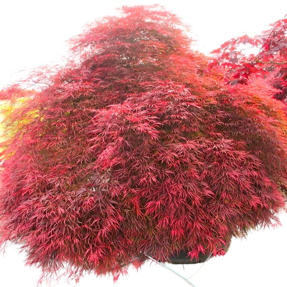 Inaba Shidare Japanese Maple Live Weeping Ornamental Tree, 3 Gallon Potted
