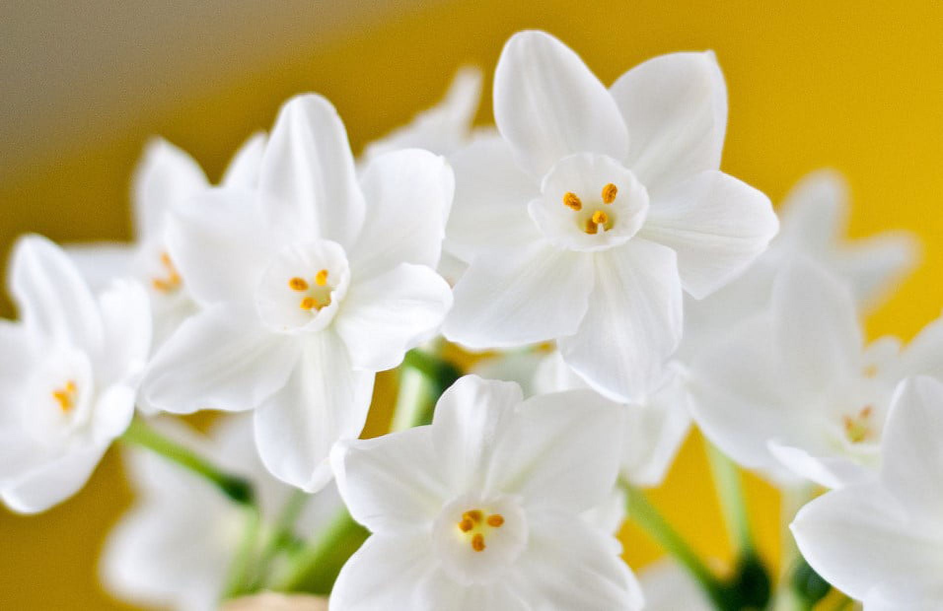 Inbal Paperwhites 10 Bulbs