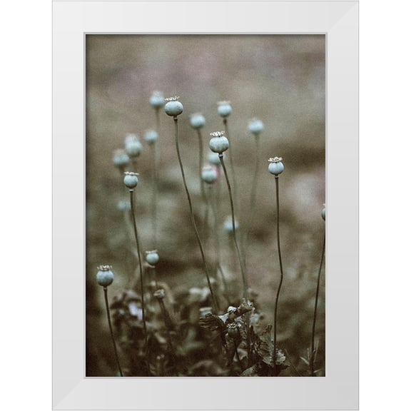 Incado 11x14 White Modern Wood Framed Museum Art Print Titled - Poppy Pods