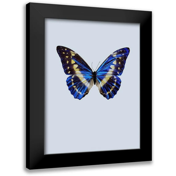 Incado 12x14 Black Modern Framed Museum Art Print Titled - Blue Butterfly