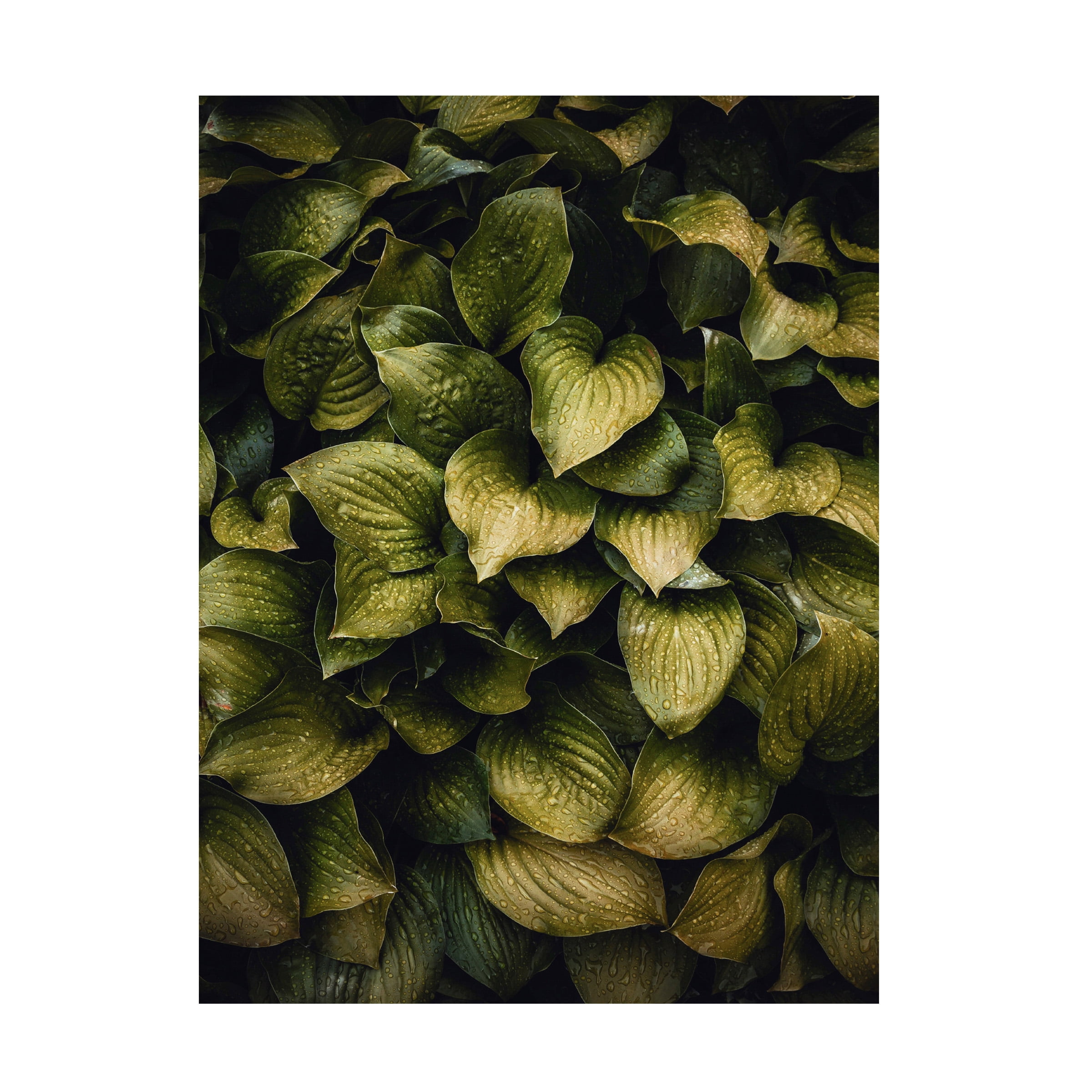 Green and Tan Botanical Canvas Print, 24" x 18"