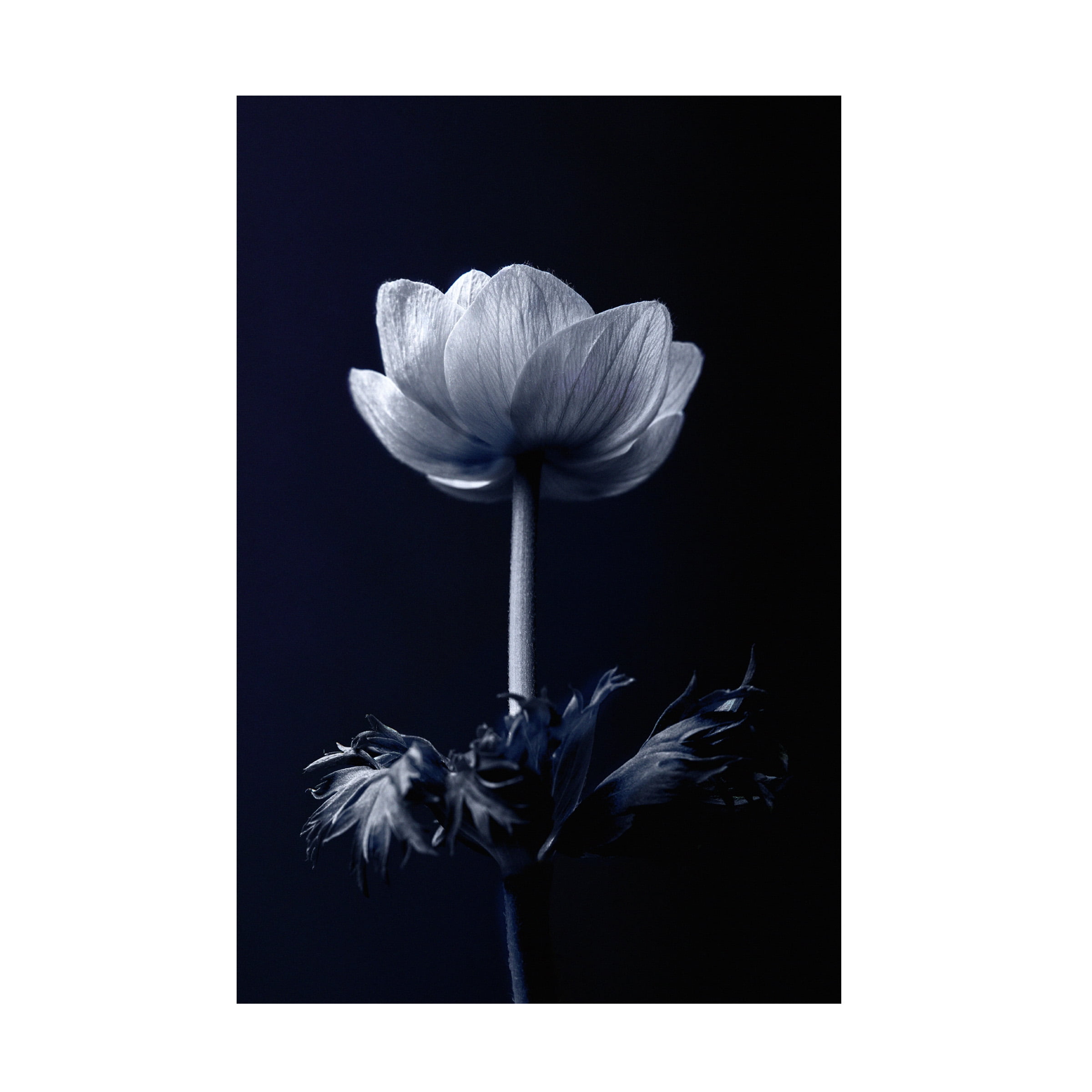 Blue and White Single Flower Canvas Print Art 32" x 22"