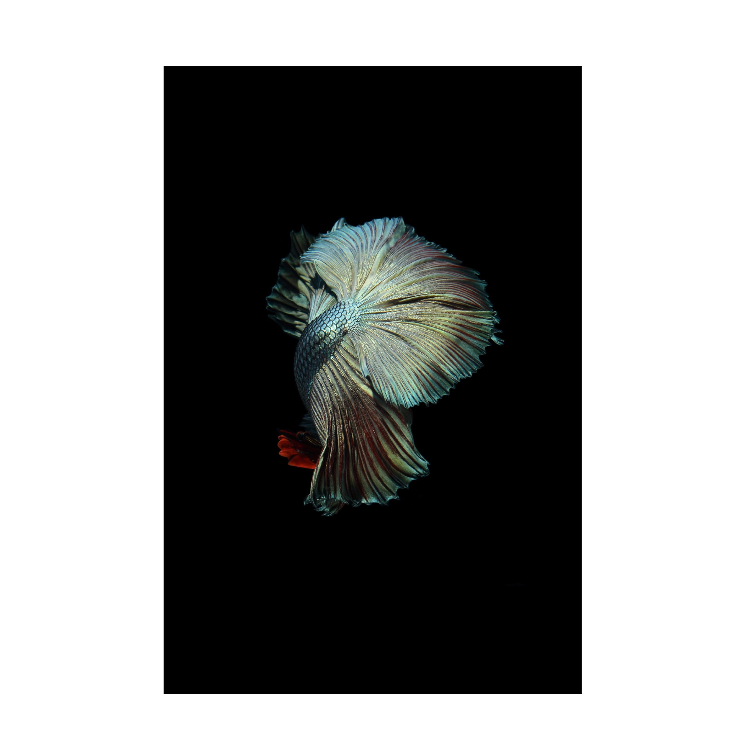 Turquoise and Red Betta Fish Canvas Print, 24" x 16"