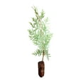thumbnail image 1 of Incense Cedar | Medium Tree Seedling | The Jonsteen Company, 1 of 7