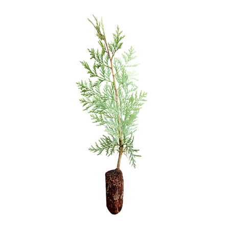 Incense Cedar | Medium Tree Seedling | The Jonsteen Company