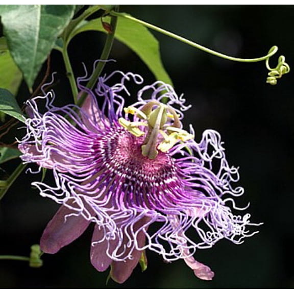Incense Inspiration Passion Flower - Passiflora - Indoors/Out! - 4" Pot