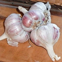 Inchelium Red Softneck Dormant Garlic Bulb (1-Pack)