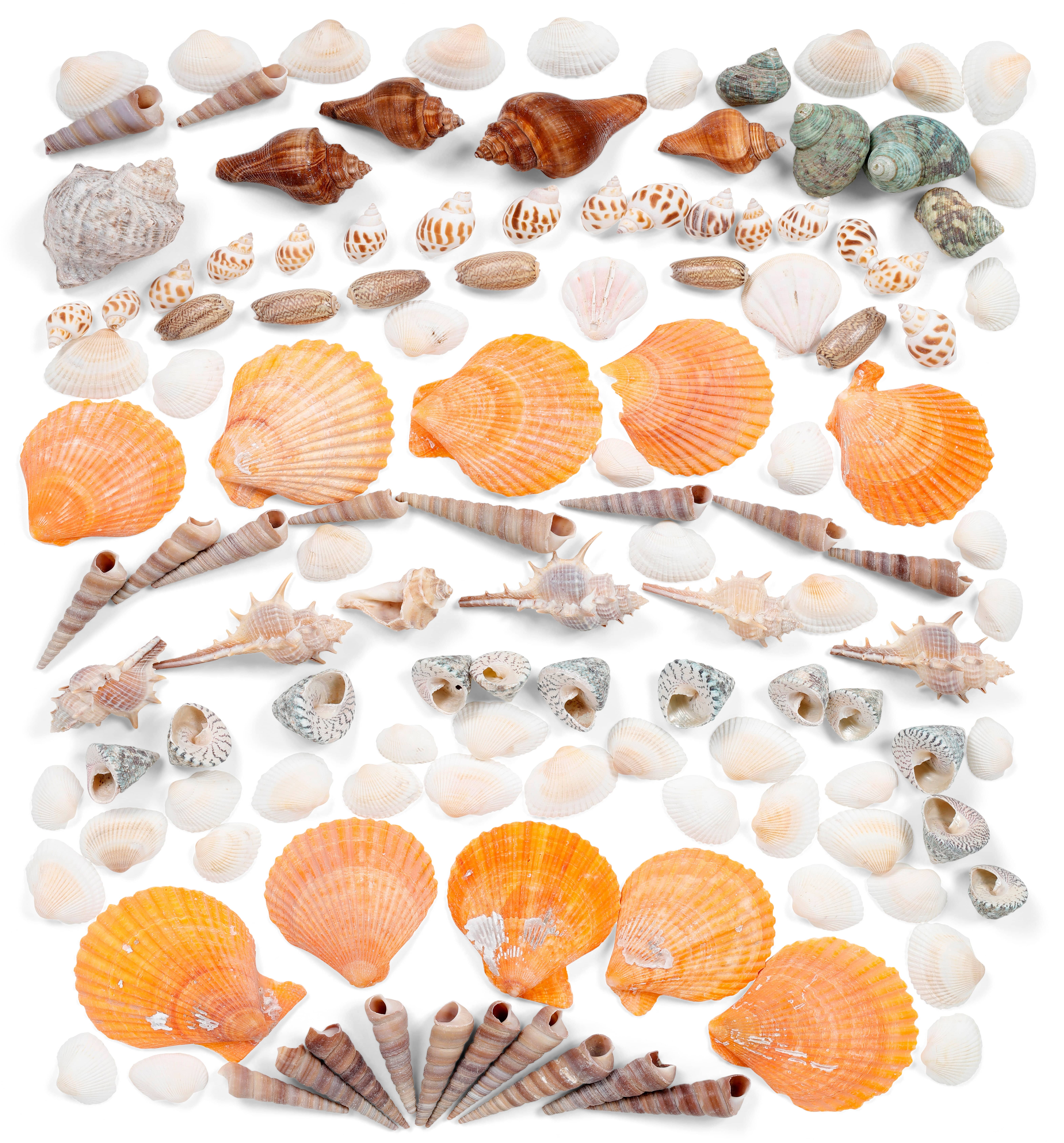 Natural Sea Shells Crafts, Sea Shells Decoration, Handicraft Materials