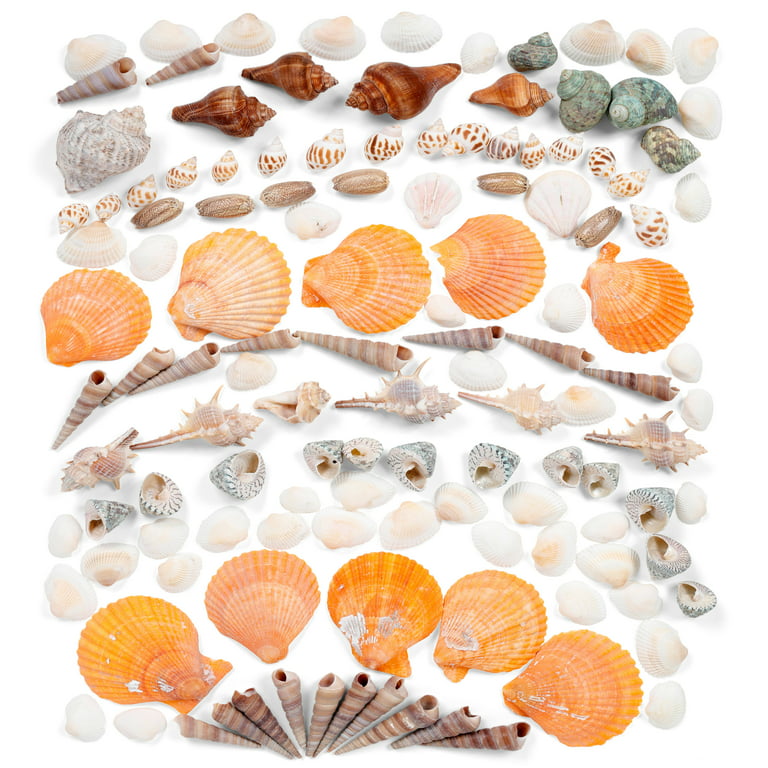 Incraftables Sea Shells (200pcs) Set for DIY Decoration & Crafts. Natural Large & Small Mixed Bulk Seashells & Starfish