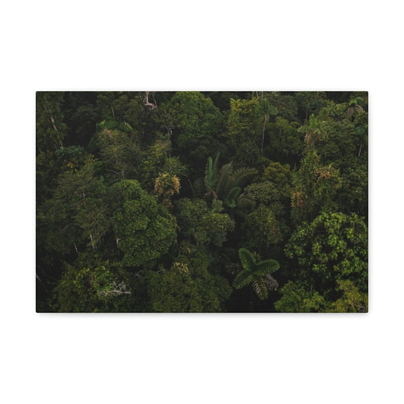 Incredible Aerial View of a Rainforest Scene Beautiful Wondrous and Astounding Beauty Nature Scene Different Big Trees Wall Art Ready to Hang Unframed