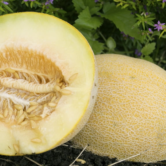 Incredible F1 Hybrid Melon Seeds - 1 Oz ~900 Seeds - Non-GMO, F1 Hybrid - Fruit & Vegetable Garden - Cucumis melo