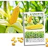 thumbnail image 1 of Incredible RM Sweet Yellow Corn, 75+ Heirloom Seeds, Sweet Incredible Flavor! Fantastic Addition to Your Home Garden! 90% Germination Rates, Non GMO Seeds, 1 of 7