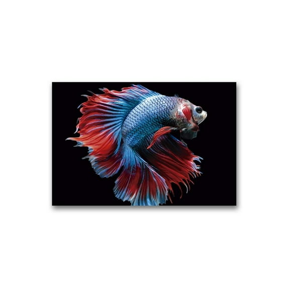 Incredibly Beautiful Blue Betta Poster -Image by Shutterstock