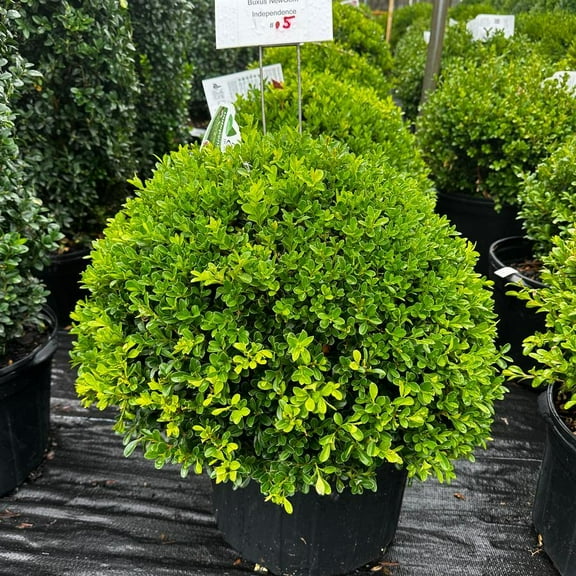 RedCrocus Independence Newgen Boxwood Buxus - Evergreen Shrub for Hedges & Containers, Pet & Deer Resistant, Full Sun to Partial Shade, 2-3 ft  3 Gallon