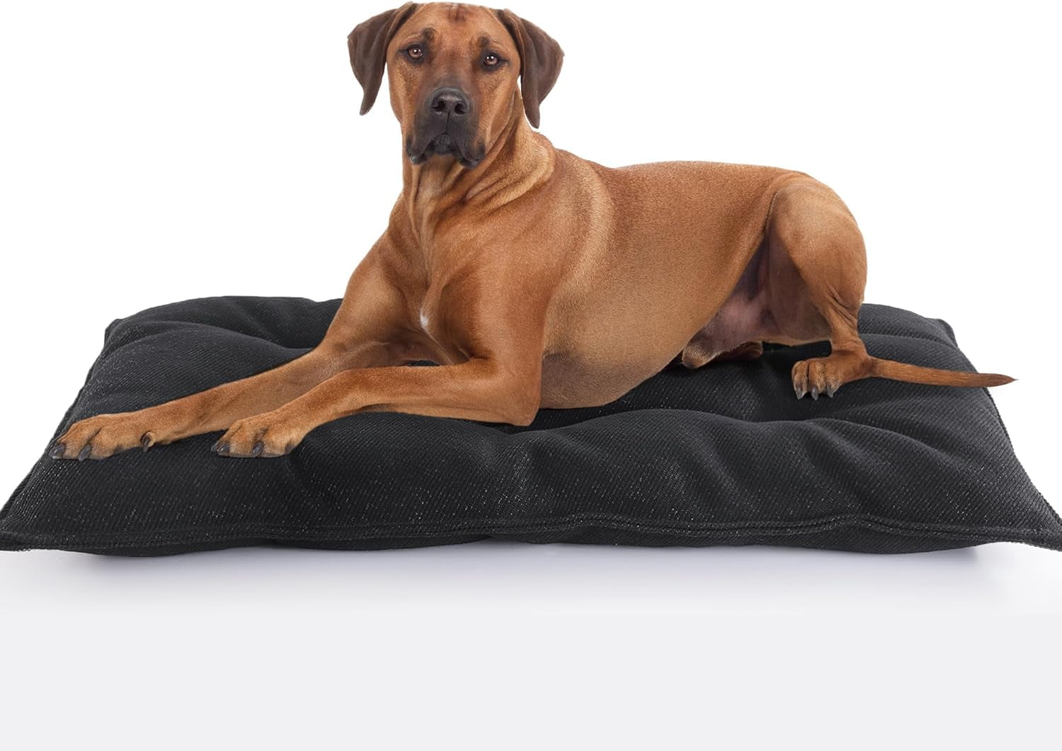 Durable Dog Beds Aggressive Chewers