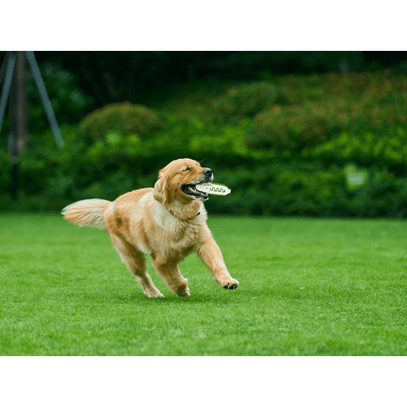 Indestructible Squeaky Chew: Natural Rubber Toy Built for Power Chewers