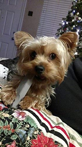 Indestructibone Mini Virtually Indestructible Dog Chew Toy for Dogs up to 15lbs