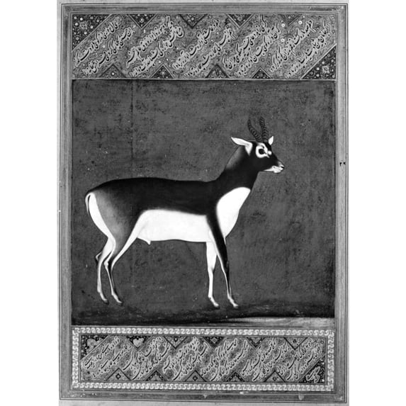 India Black Buck. Nblack Buck. Mughal Painting Attributed To Mansur Early 17Th Century. Poster Print by