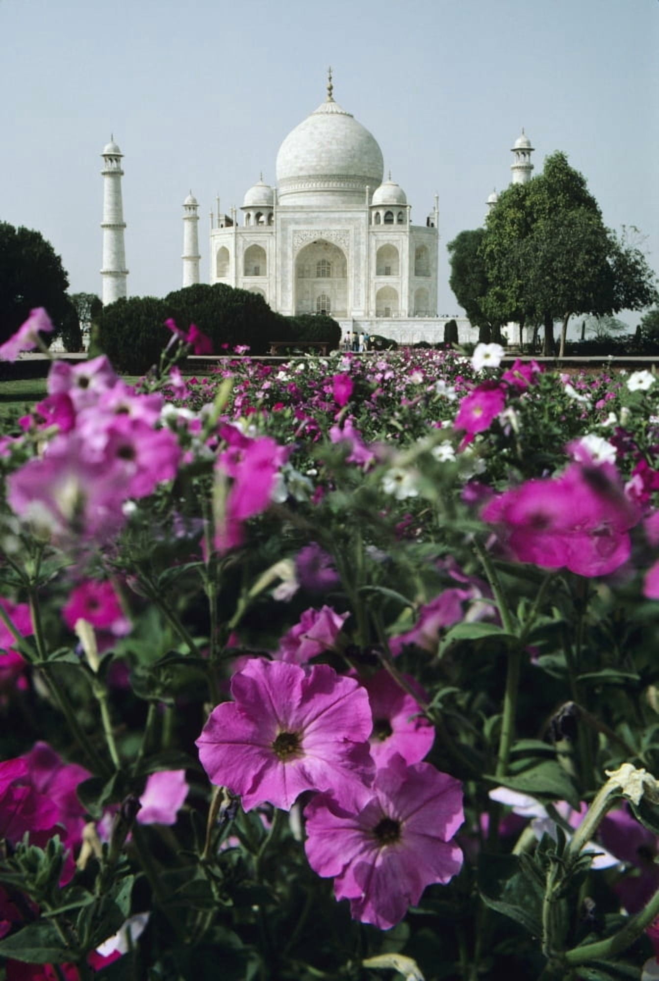 India Flowers In The Foreground Of The Taj Mahal Canvas Art - Michael Howell Design Pics (22 x 34)