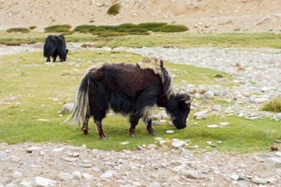 India Jammu and Kashmir Ladakh yaks eating grass on a dry creek bed Canvas Art - Ellen Clark DanitaDelimont (26 x 18)