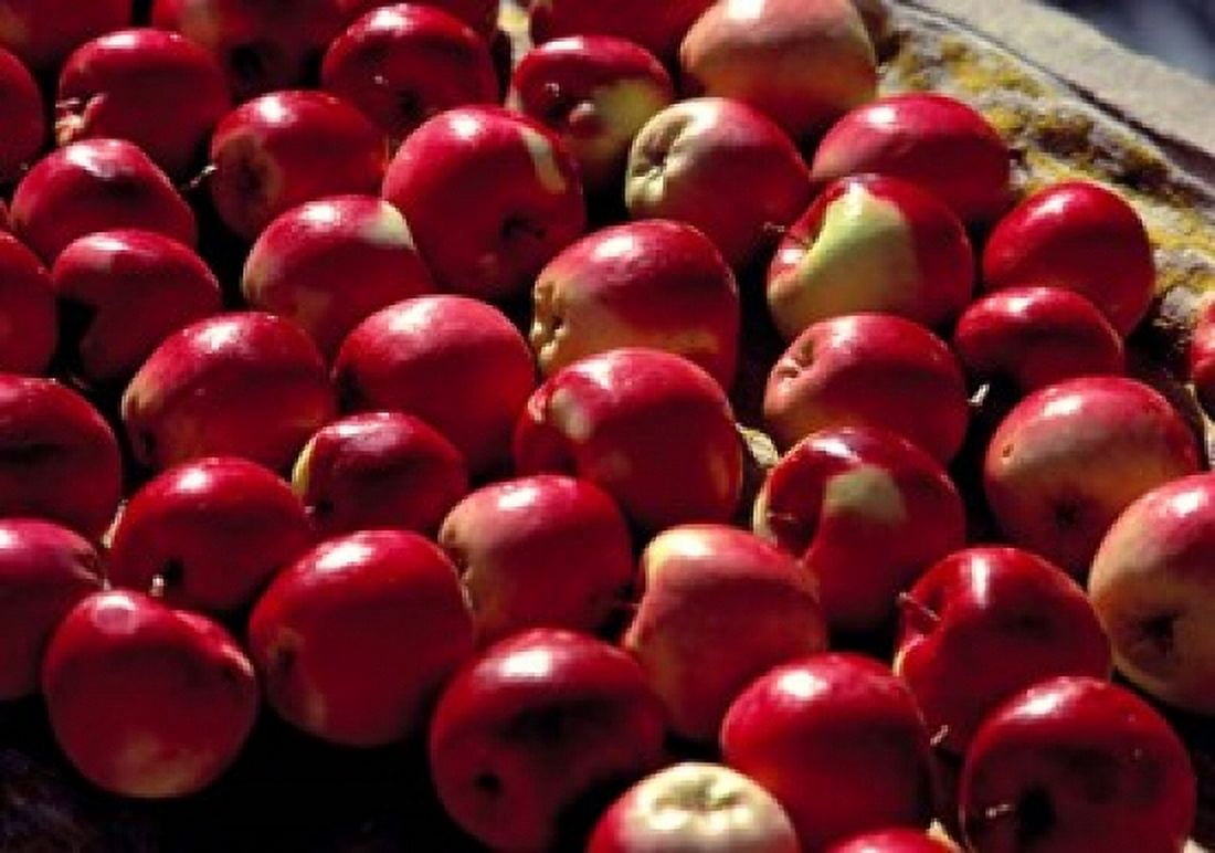 India Ladakh Leh Apples at market in Lamayuru Canvas Art - Ric Ergenbright DanitaDelimont (26 x 18)