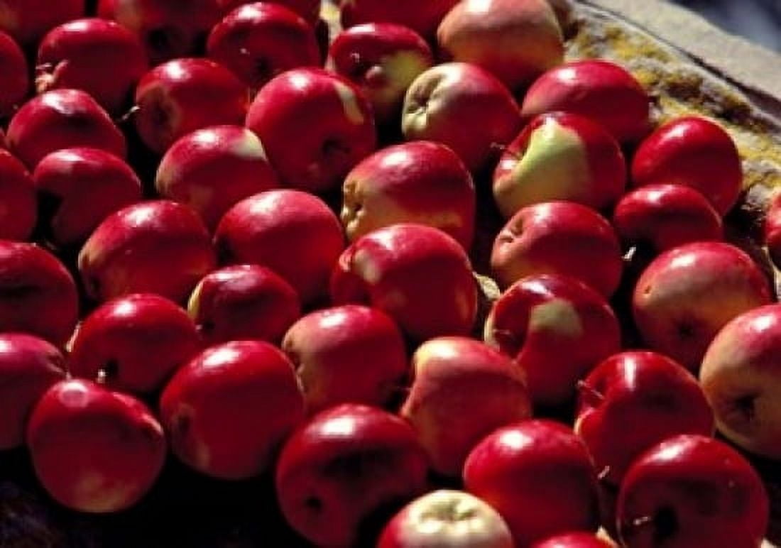India Ladakh Leh Apples at market in Lamayuru Canvas Art - Ric Ergenbright DanitaDelimont (36 x 24)